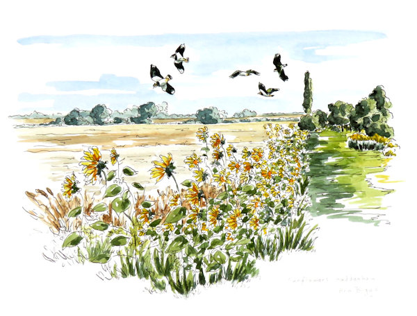 Orchard sunflowers